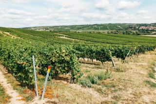 Vignerons et producteurs : nos domaines partenaires a Montpellier
